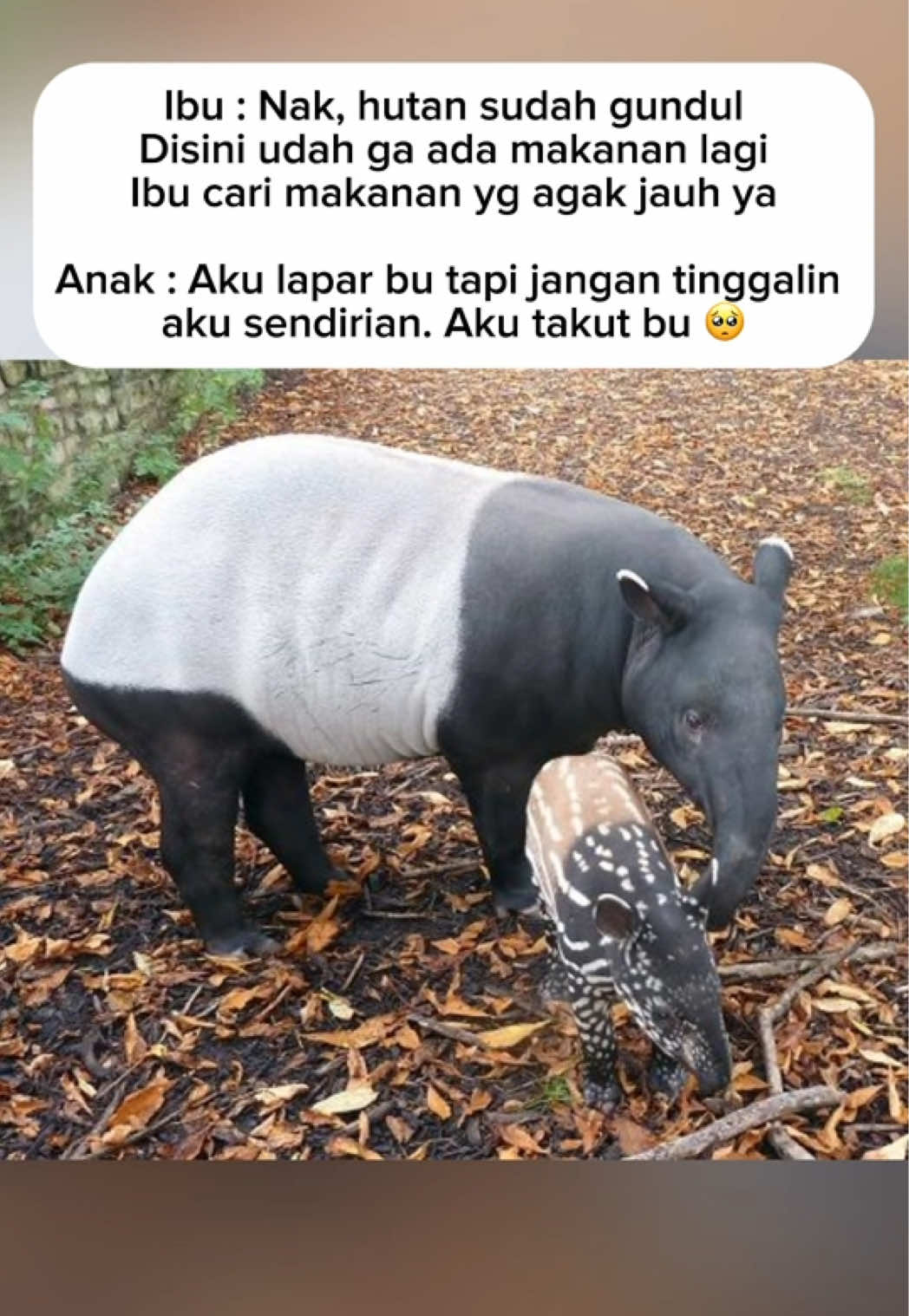 TikTok using Pesan Terakhir