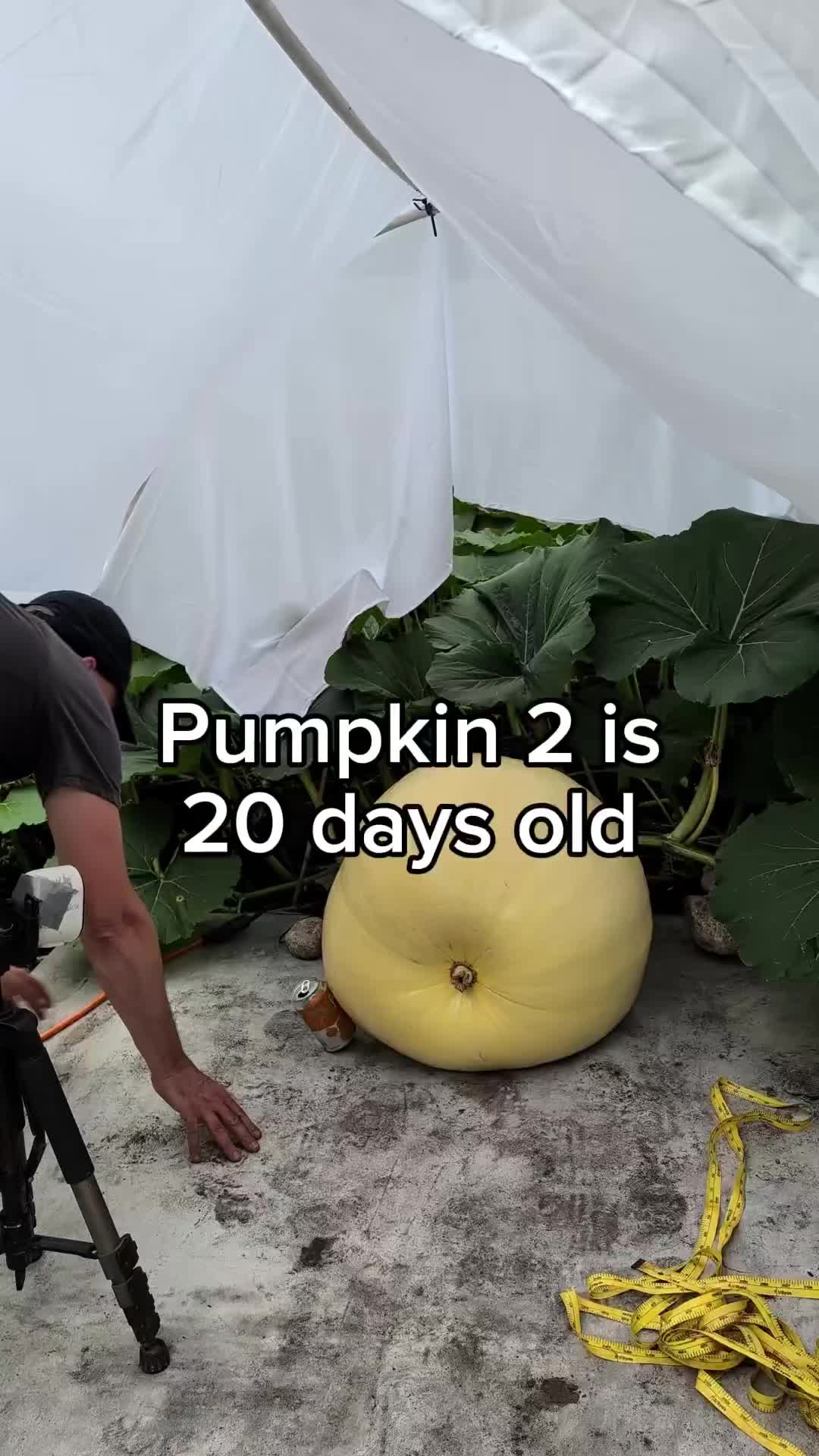 TikTok using Someday