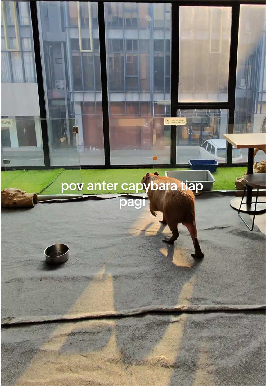 TikTok using Opalite
