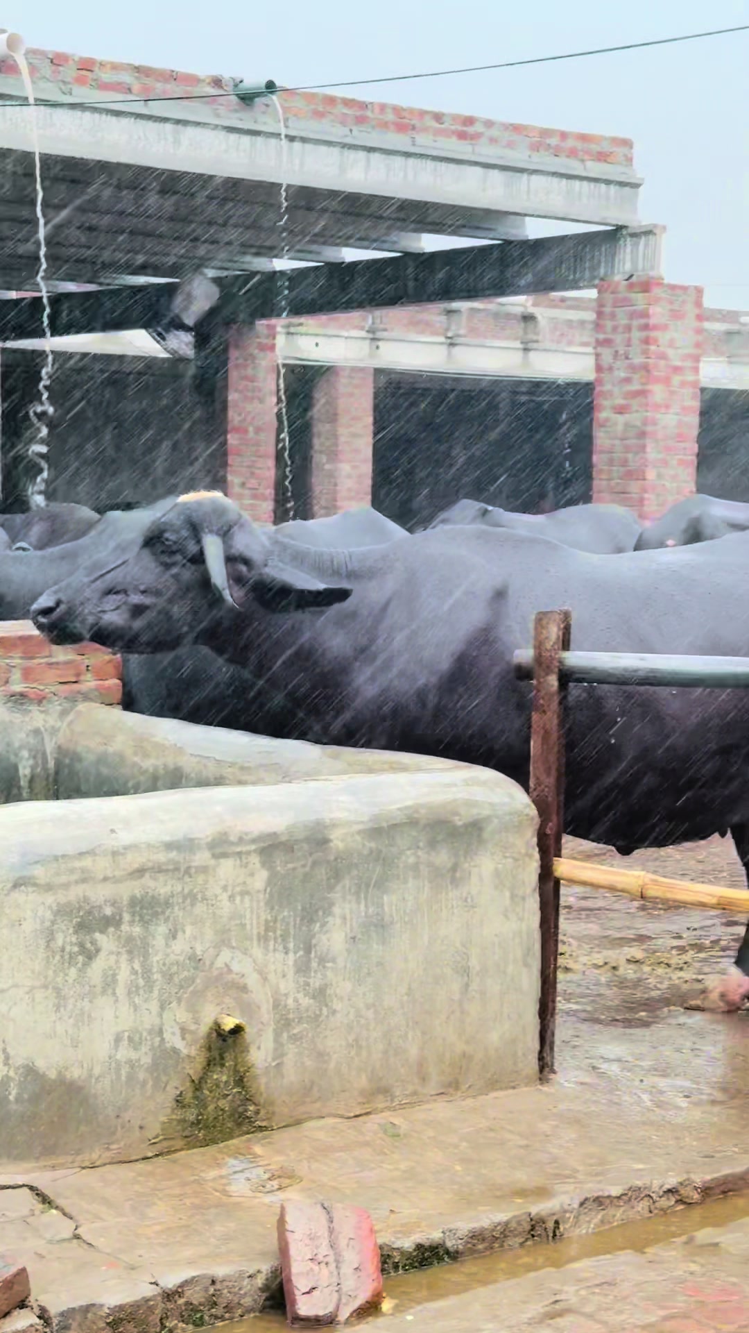 TikTok using Baarish