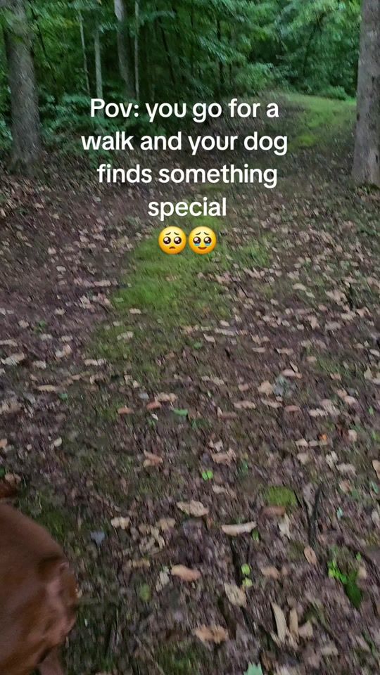 TikTok using Look After You