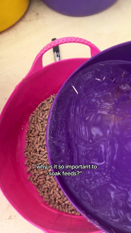 TikTok using Semi-Charmed Life
